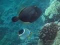 DSC03930-saddleback-butterflyfish-and-barred-filefish-exc-wm