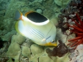 DSC03936-saddleback-butterflyfish-excwm