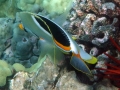 DSC03937-saddleback-butterflyfish-exc