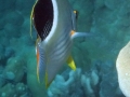 DSC03938-saddleback-butterflyfish-back-wm
