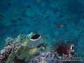 DSC05324-saddleback-butterflyfish-exc-wm