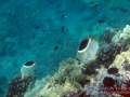 DSC05327-two-saddlebacks-and-blackfin-chromis-exc-wm