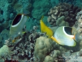DSC05328-two-saddleback-butterflyfish-exc-wm