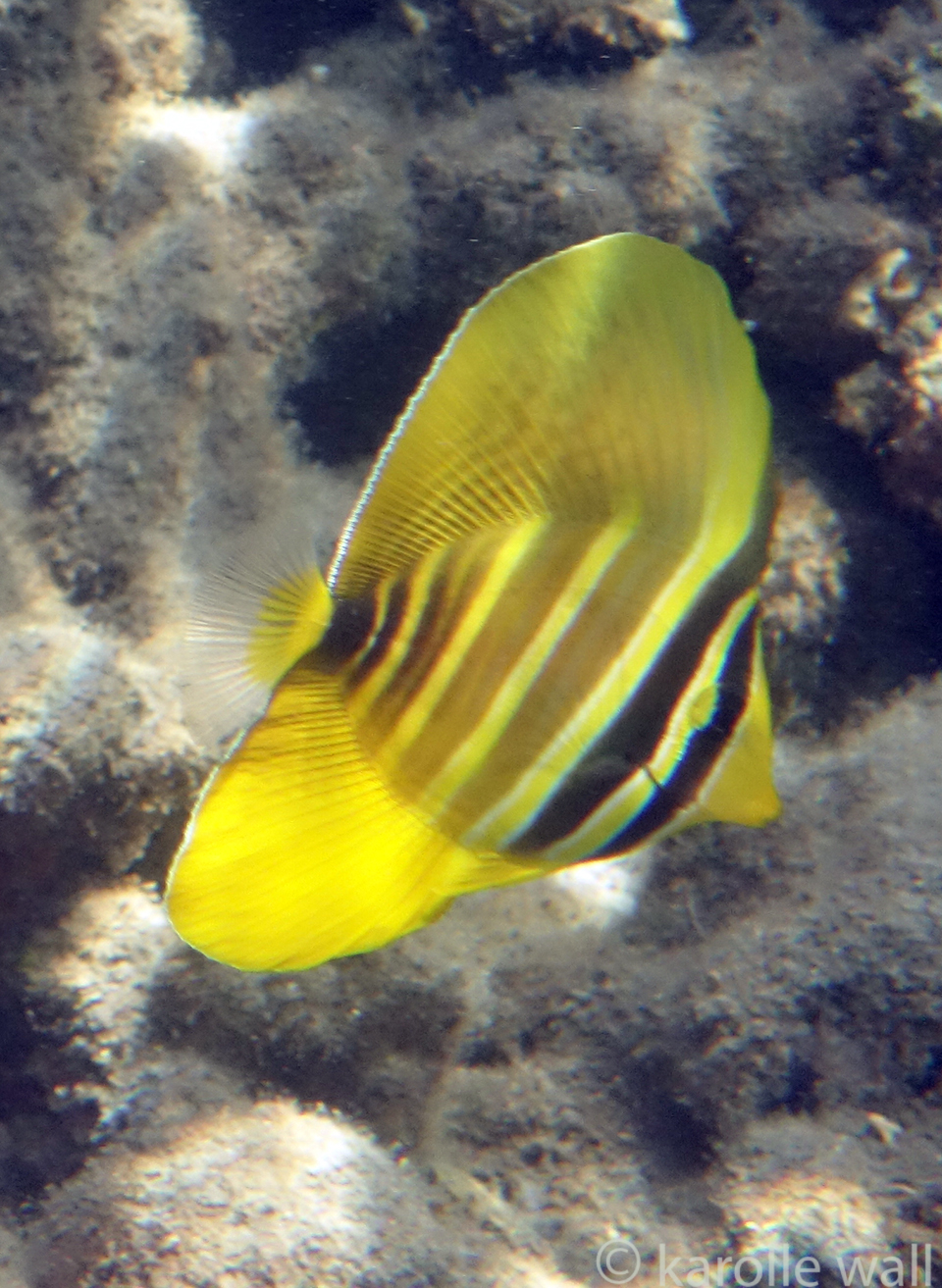 Sailfin Tang (Zebrasoma veliferum) – Marine Life et cetera
