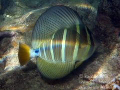 Sailfin Tang Adult, Fins Flared.