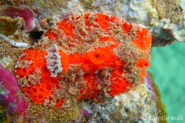 Slerodoris Sp.#1 Slerodoris Sp.#1