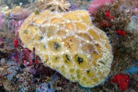 Sclerodoris sp. #2 Sclerodoris sp. #2