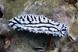 Scrambled Egg Nudibranch Scrambled Egg Nudibranch
