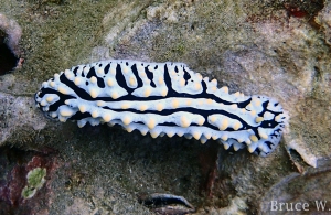 Scrambled Egg Nudibranch