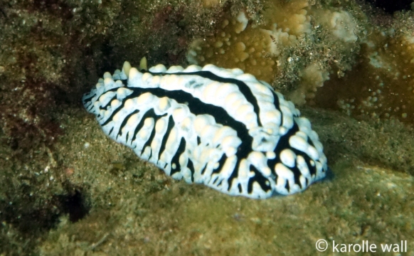 Scrambled Egg Nudibranch