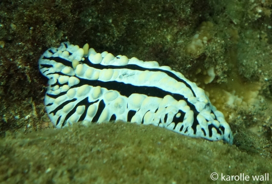 Scrambled Egg Nudibranch