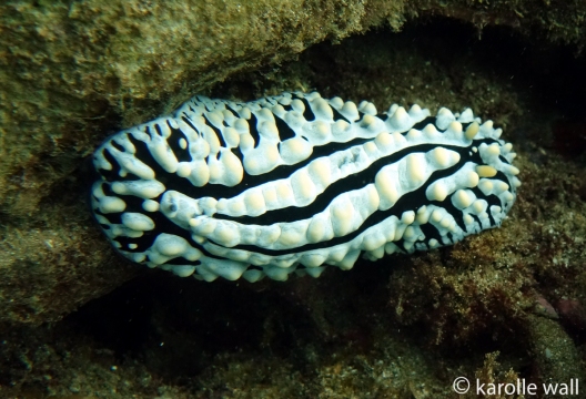 Scrambled Egg Nudibranch