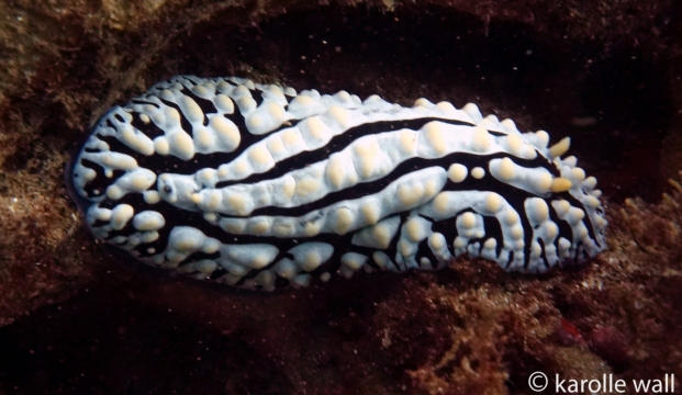 Phyllidia varicosa