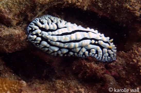 Scrambled Egg Nudibranch
