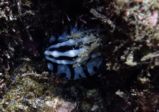 Phyllidia varicosa