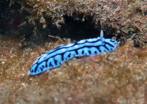 Juvenile? Phyllidia varicosa