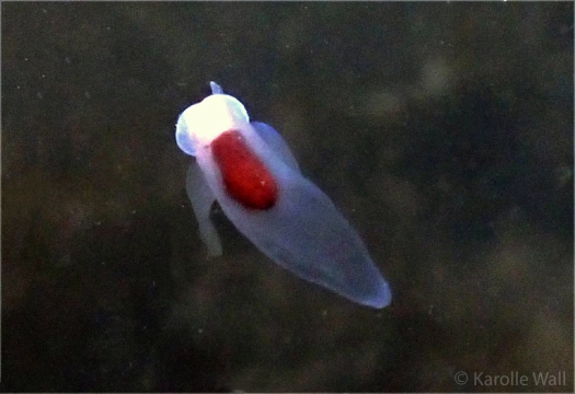 Sea Angel, Gymnosomata