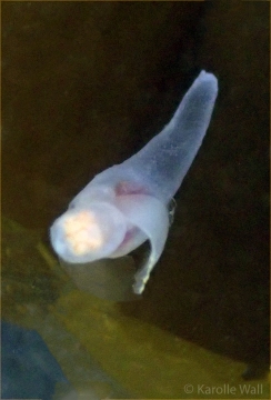 Sea Angel, Gymnosomata