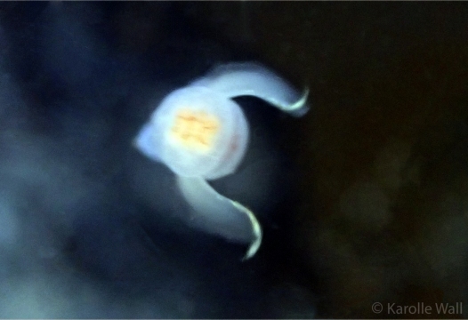 Sea Angel, Gymnosomata