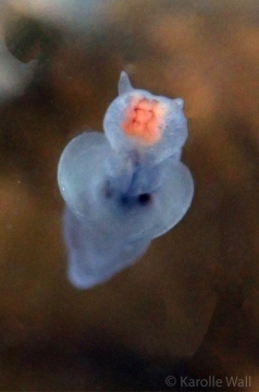 Sea Angel, Gymnosomata