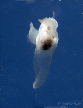 Sea Angel, Gymnosomata