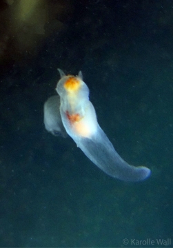 Sea Angel, Gymnosomata