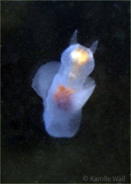 Sea Angel, Gymnosomata