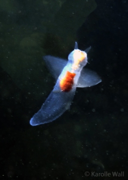 Sea Angel, Gymnosomata