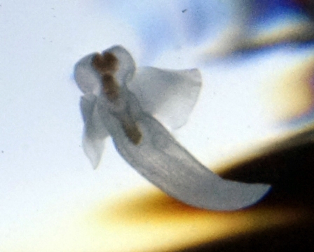 Sea Angel, Gymnosomata