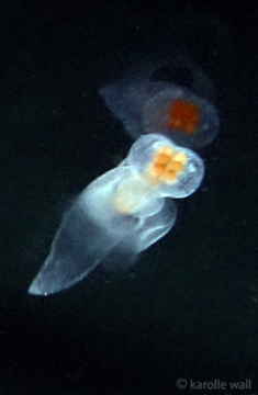 Sea Angel, Gymnosomata