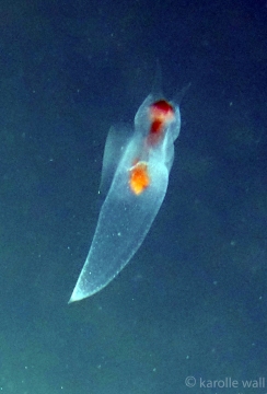 Sea Angel, Gymnosomata
