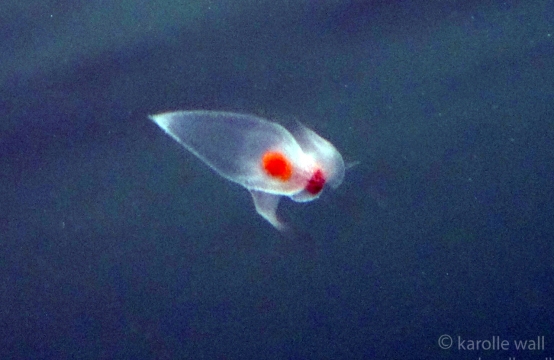 Very Tiny Sea Angel