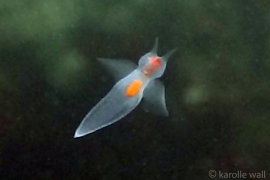 Sea Angel, Gymnosomata Sea Angel, Gymnosomata