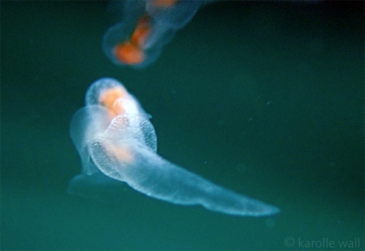 Sea Angel, Gymnosomata