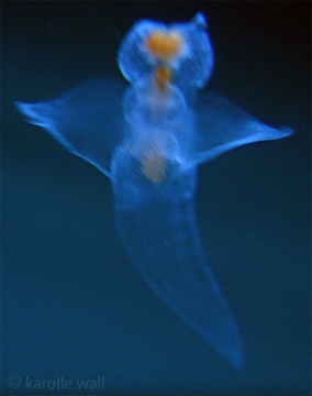 Sea Angel, Gymnosomata
