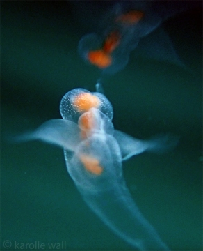 Sea Angel, Gymnosomata