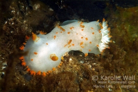 Triopha modesta Feeding on Bryzoans on Dock Triopha modesta Feeding on Bryzoans on Dock