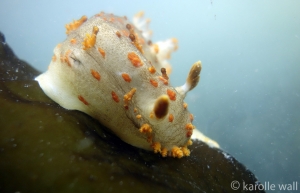 Sea Clown Triopha