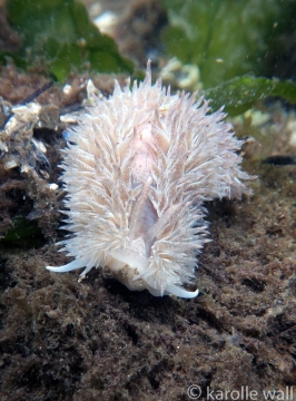 Shaggy-mouse Nudibranch, Aeolidia loui