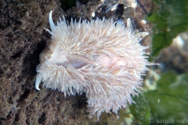 Shaggy-mouse Nudibranch, Aeolidia loui Shaggy-mouse Nudibranch, Aeolidia loui