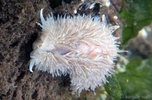 Shaggy-mouse Nudibranch, Aeolidia loui