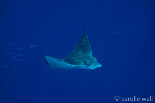 Spotted Eagle Ray,  Manado Tua