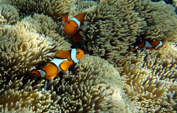 False Clown Anemonefish