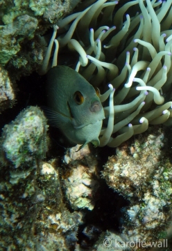 Centropyge vroliki , Pearl-scaled Angelfish