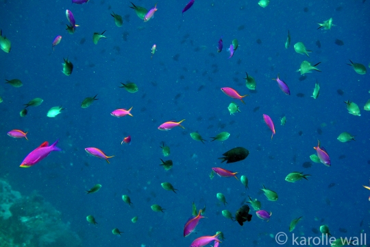 Anthias