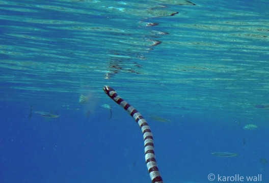Banded Sea Snake coming up to breathe