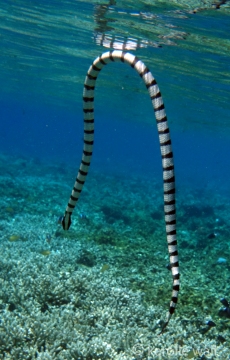 Banded Sea Snake