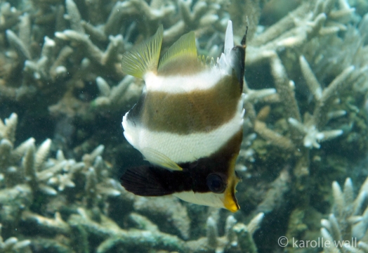 Pennant Bannerfish