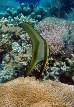 Young Longfin Spadefish
