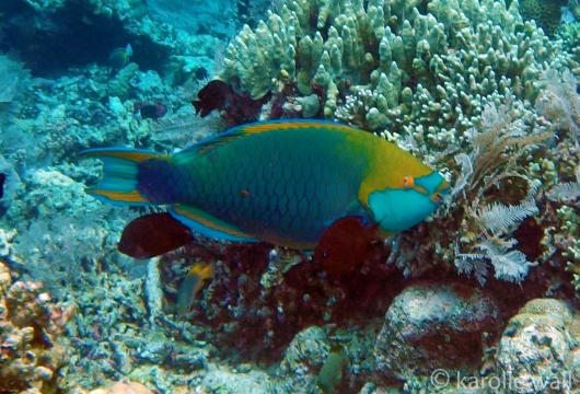 Supermale Greenthroat Parrotfish